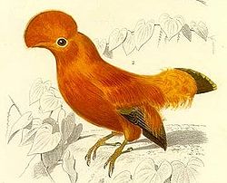 Coq de roche orange (Rupicola rupicola)