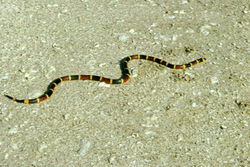 serpent corail du genre Micrurus