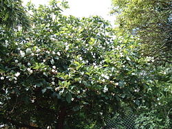  Cordia superba