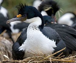  Cormoran à ventre blanc(Leucocarbo albiventer)