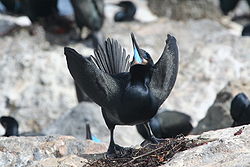  Cormoran déployant ses ailespour chauffer son bol alimentaire