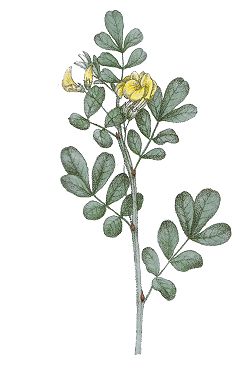  Coronilla emerus  (Dictionaire des plantes suisses 1853)