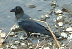  Corbeau à gros bec (Corvus macrorhynchos)