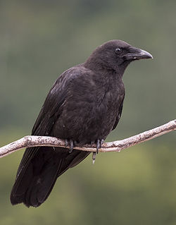 Corvus caurinus