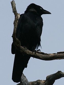  Corvus orru