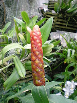   Inflorescence de Costus spicatus