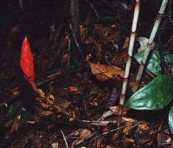  Costus stenophyllus