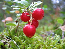  Airelles rouges (Vaccinium vitis-idaea)