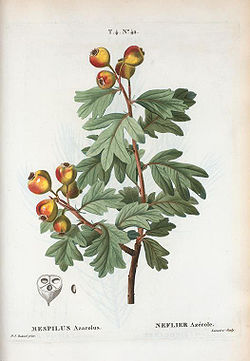  Illustration parue en 1768 dans le  "Traité des arbres fruitiers" de Henri Louis Duhamel du Monceau
