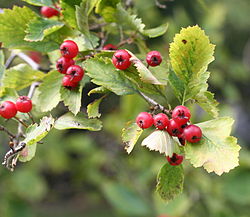 Branche en fruits de Crataegus chrysocarpa