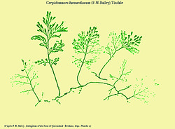 Crepidomanes barnardianum