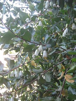  Crinodendron patagua