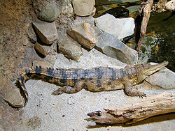 Crocodylus cataphractus