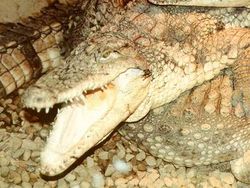  Crocodile de Cuba