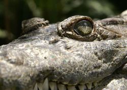  Crocodylus mindorensis