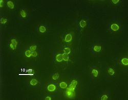 Image immunofluorescented'oocystes de C. parvum