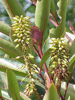  Cunonia capensis