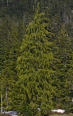 Arbre, Forêt National Mount Baker-Snoqualmie, Washington, États-Unis