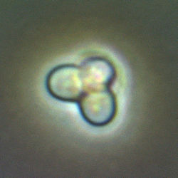  Cyanidioschyzon merolae en cours de mitose