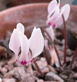 Cyclamen Cyprium