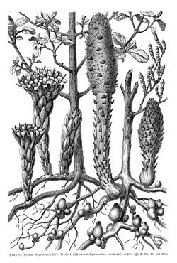  Cynomorium coccineum L. (à droite)