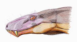  Cyanosaurus longiceps