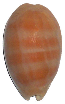  Cypraea carneola