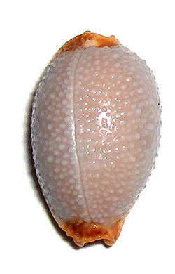  Cypraea staphylaea