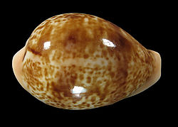  Cypraea achatidea f.inopinata