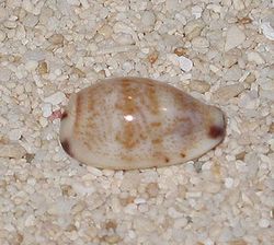  Cypraea fimbriata (Ce spécimen mesure 14 mm)