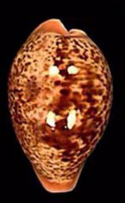  Cypraea achatidea