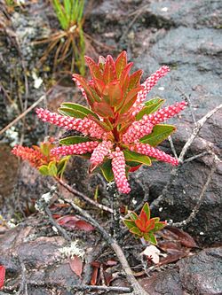  Cyrilla racemiflora