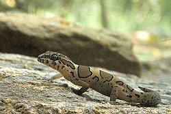  Geckoella collegalensis(Syn. Cyrtodactylus collegalensis)