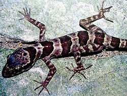  Cyrtodactylus phongnhakebangensisau parc national de Phong Nha-Ke Bang
