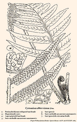  Cyrtomium abbreviatum