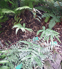  Cyrtomium juglandifolium