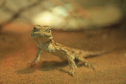  Mediodactylus russowii, au zoo de Tachkent