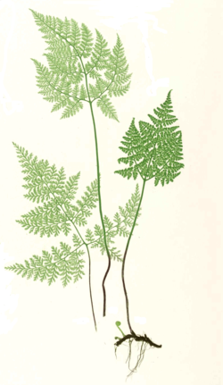 Cystopteris montana. Gravure de Thomas Moore