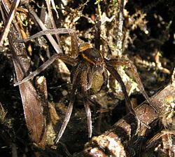  Dolomedes plantarius