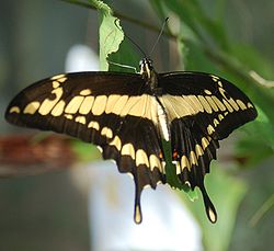  Papilio thoas