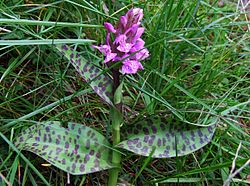  Dactylorhiza maculata