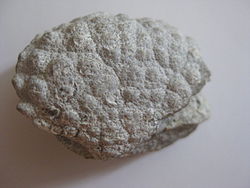  Carapace de Daira speciosa