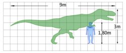  Taille d'un Daspletosaurus sp. comparé à l'homme