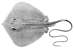  Dasyatis bennettii