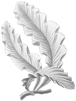 Delesseria sanguinea vue par Haeckel