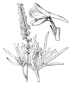  Delphinium fissum, Gravure H.Coste