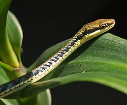  Dendrelaphis pictus