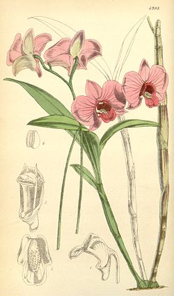  Vappodes phalaenopsis ou Dendrobium bigibbum