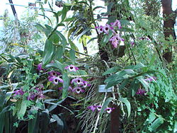  Dendrobium nobile