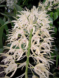  Dendrobium speciosum